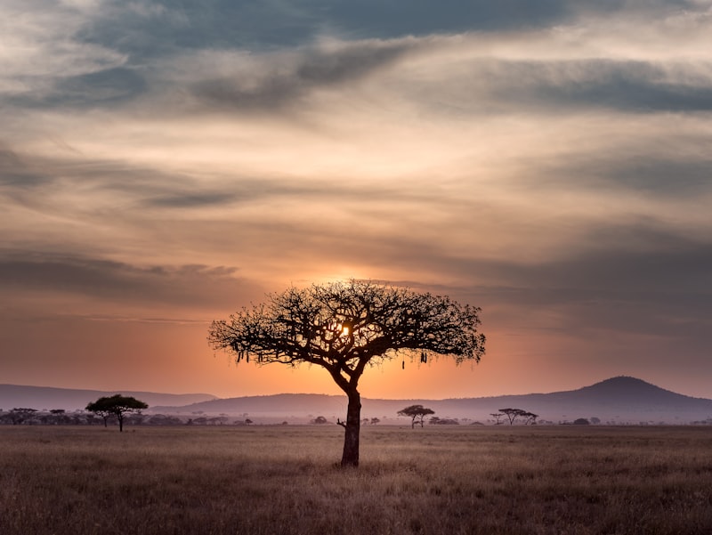 Africa & Middle East